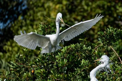 egrets