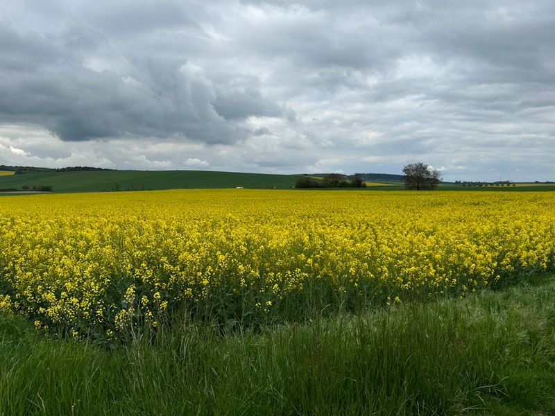 Noyers