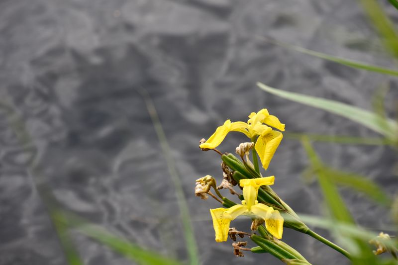 Roeien/zeilen in een Marinesloep met 't Kaagschuim op het Amstelmeer