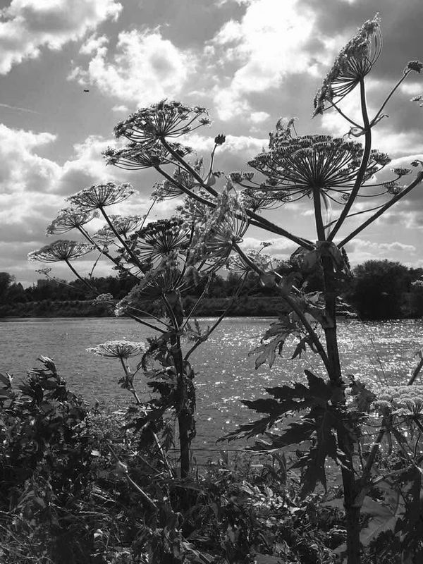 Almost Black & White - 2