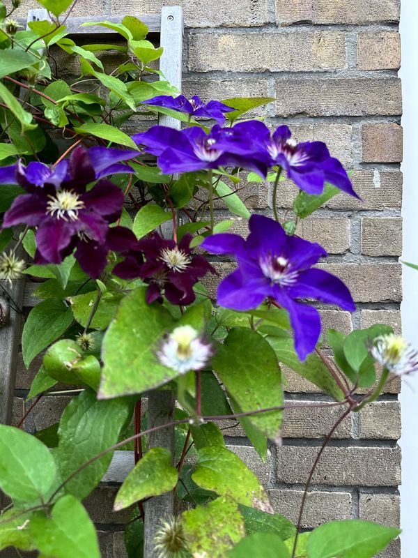 In our Garden