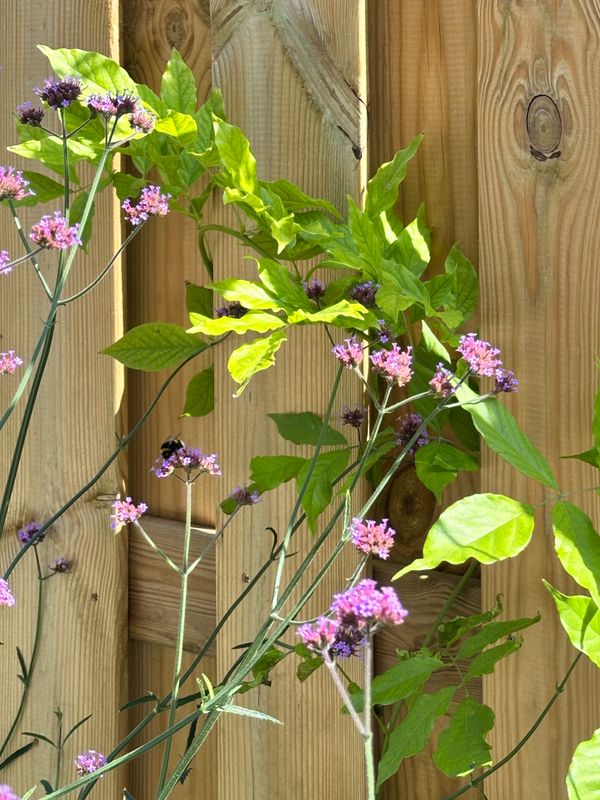 In our Garden