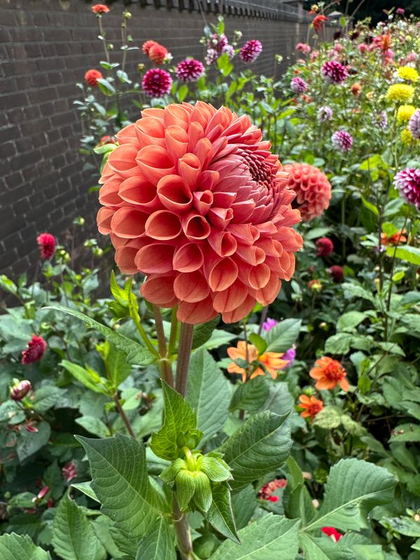 Dahliagarden at Keukenhof castle