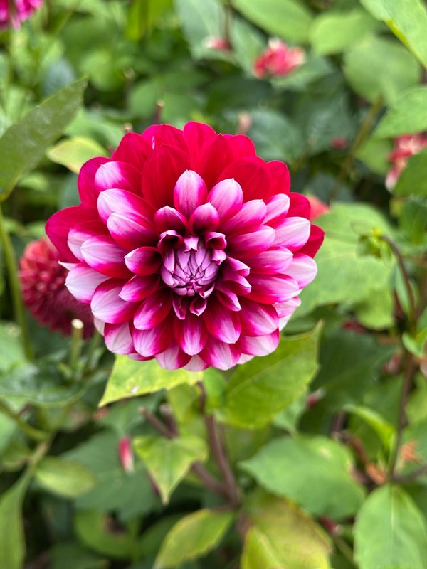 Dahliagarden