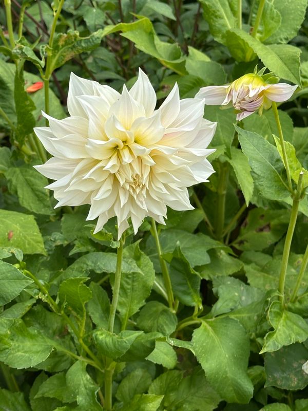 Dahliagarden