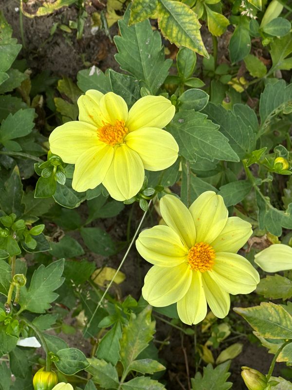 Dahliagarden