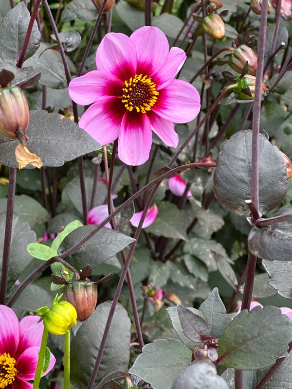 Dahliagarden
