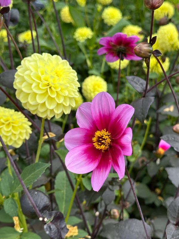 Dahliagarden