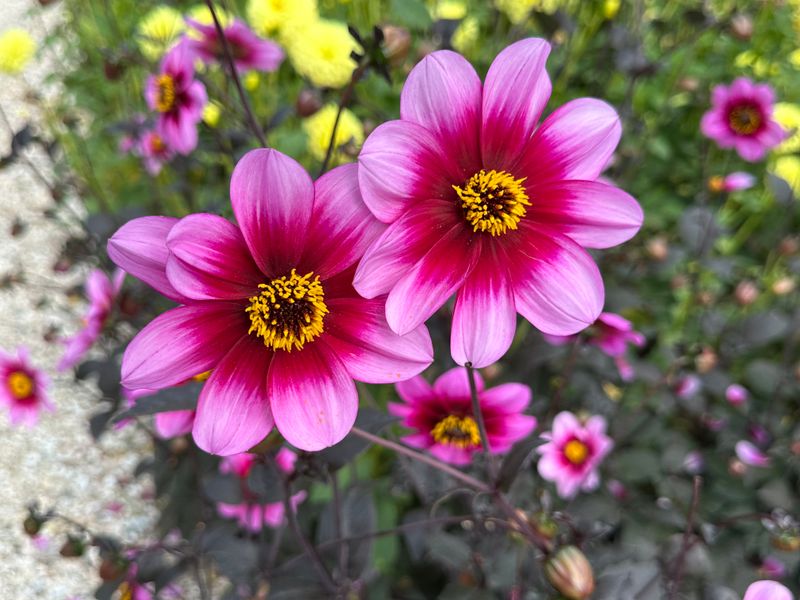 Dahliagarden