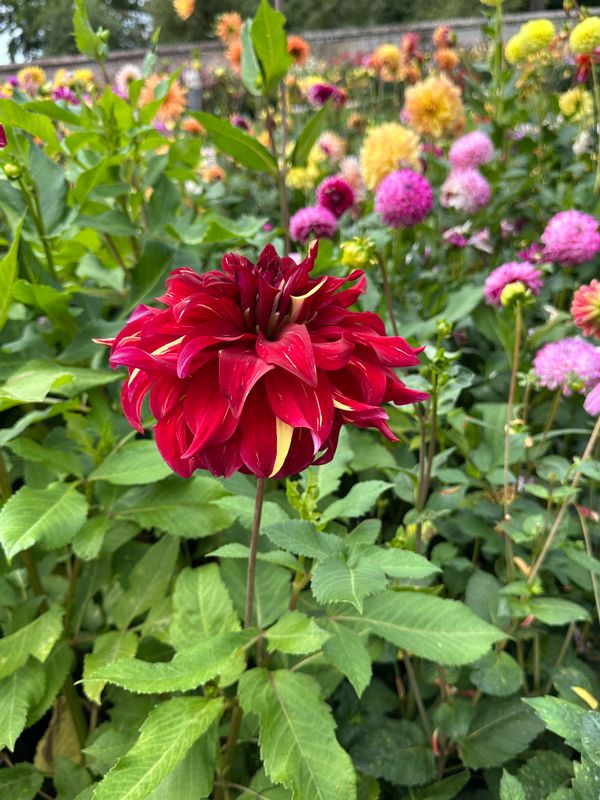 Dahliagarden