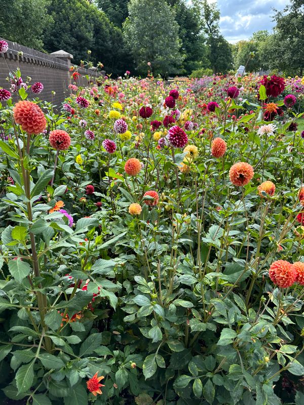 Dahliagarden