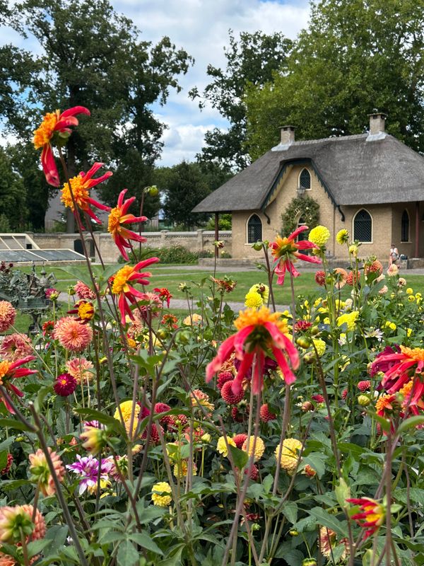 Dahliagarden
