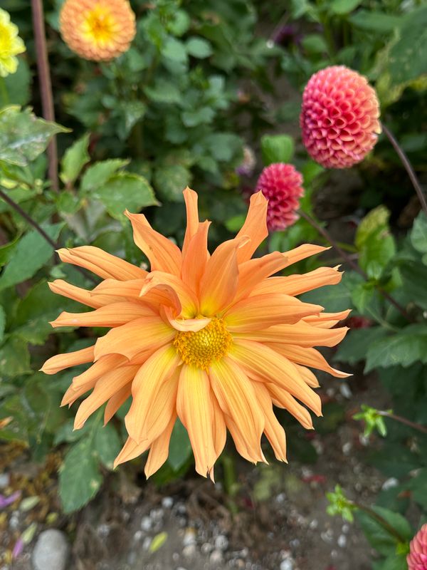 Dahliagarden
