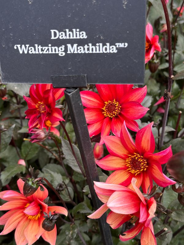 Dahliagarden