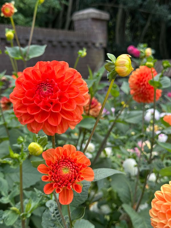 Dahliagarden