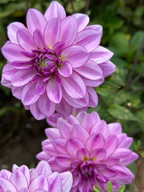 Dahliagarden
