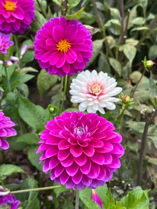 Dahliagarden