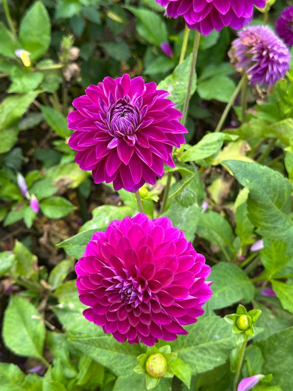 Dahliagarden