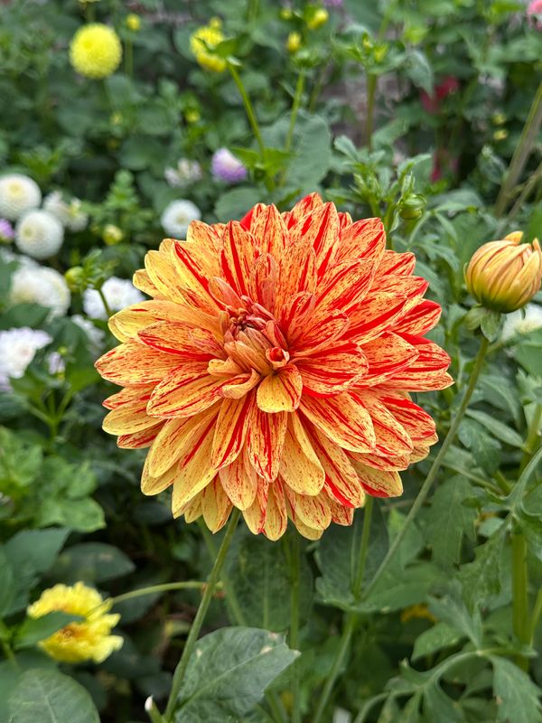 Dahliagarden