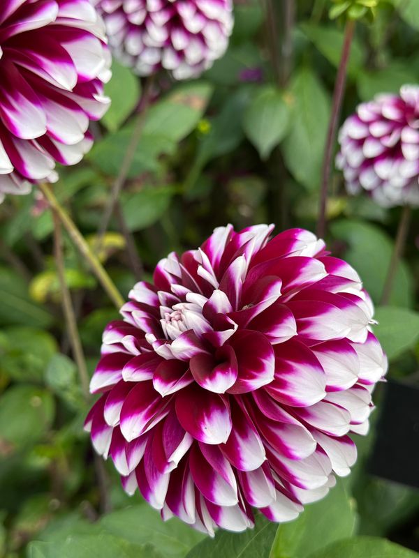 Dahliagarden