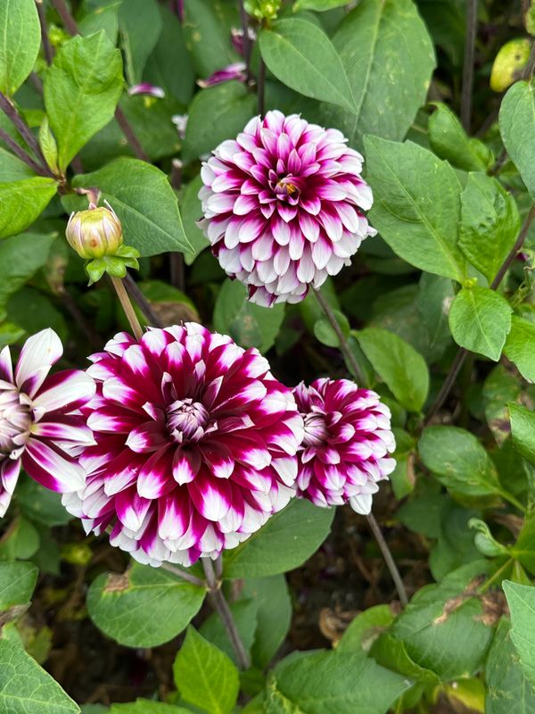 Dahliagarden