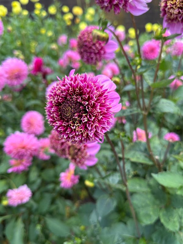 Dahliagarden
