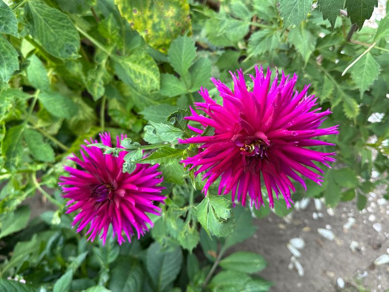 Dahliagarden