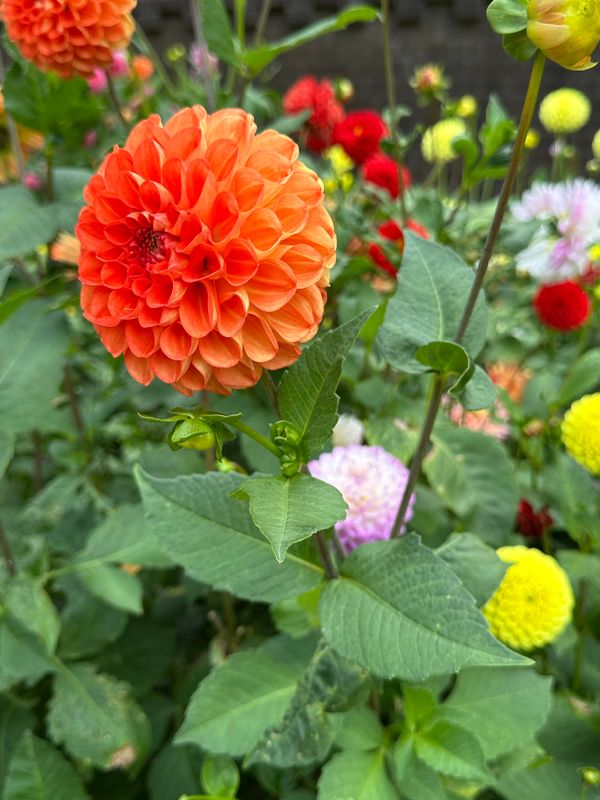 Dahliagarden