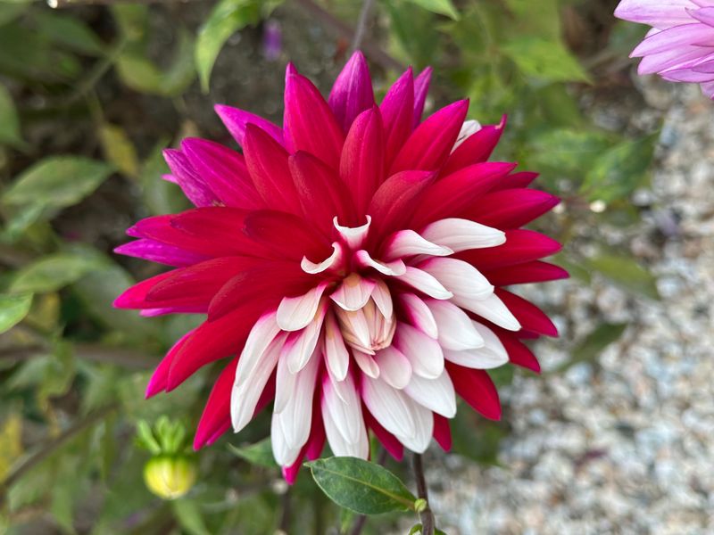 Dahliagarden