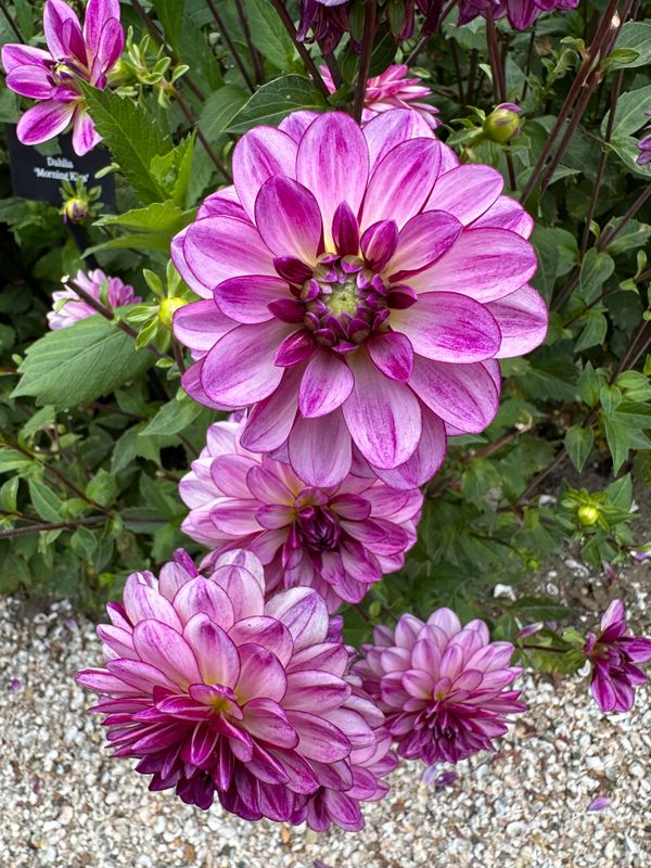 Dahliagarden