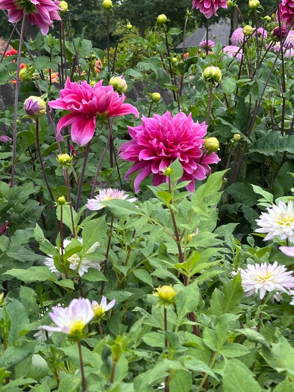 Dahliagarden