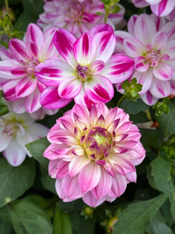 Dahliagarden