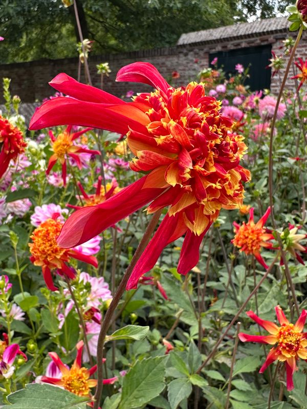 Dahliagarden