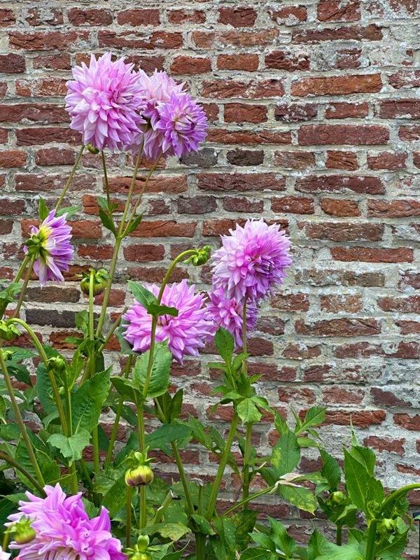 Dahliagarden