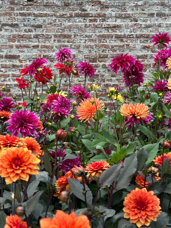 Dahliagarden