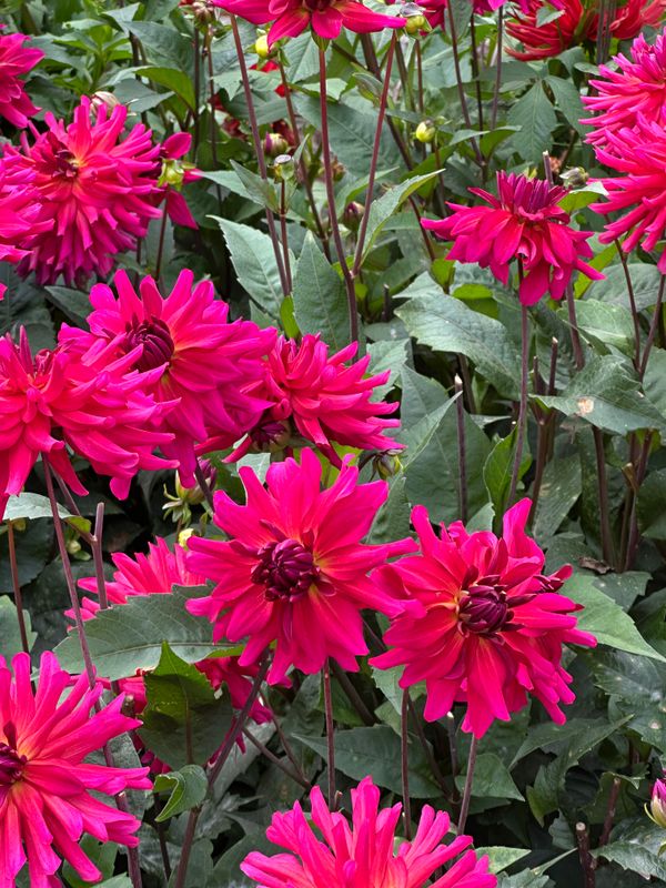 Dahliagarden