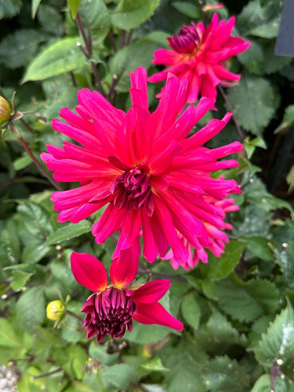 Dahliagarden