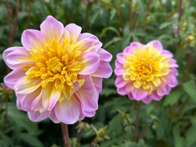 Dahliagarden