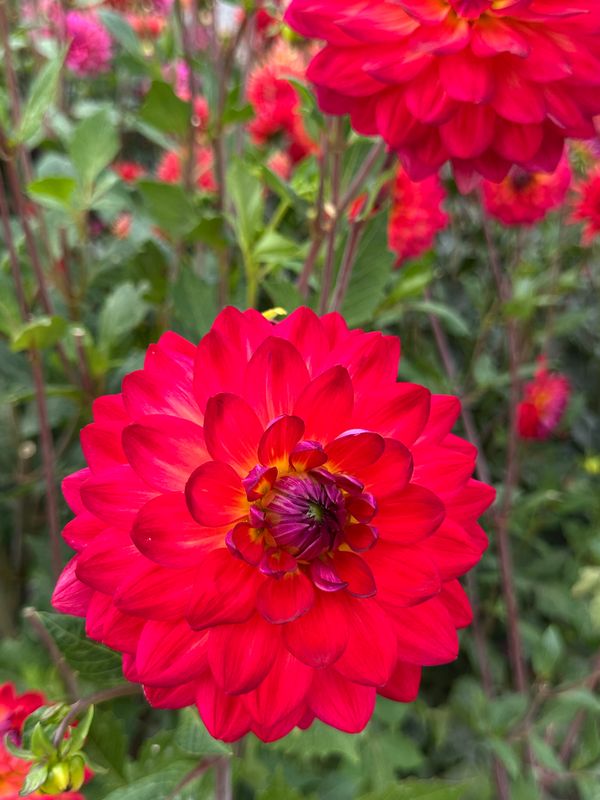 Dahliagarden