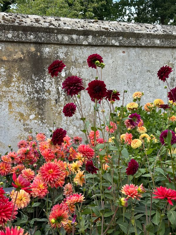 Dahliagarden