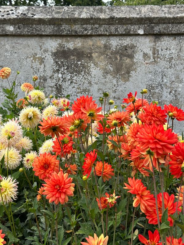 Dahliagarden