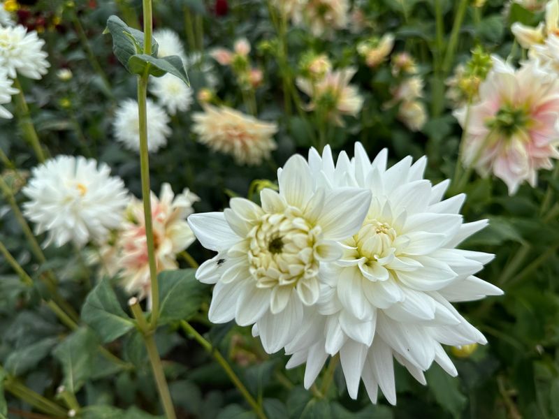 Dahliagarden