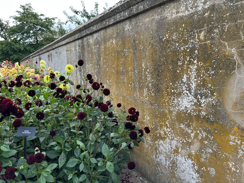 Dahliagarden