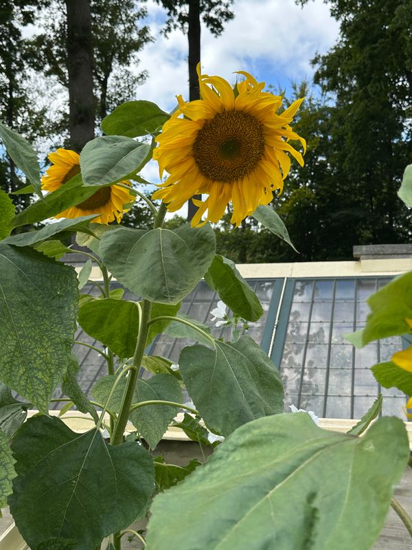 Dahliagarden