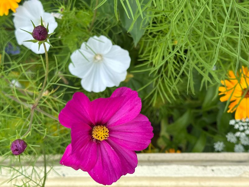 Dahliagarden