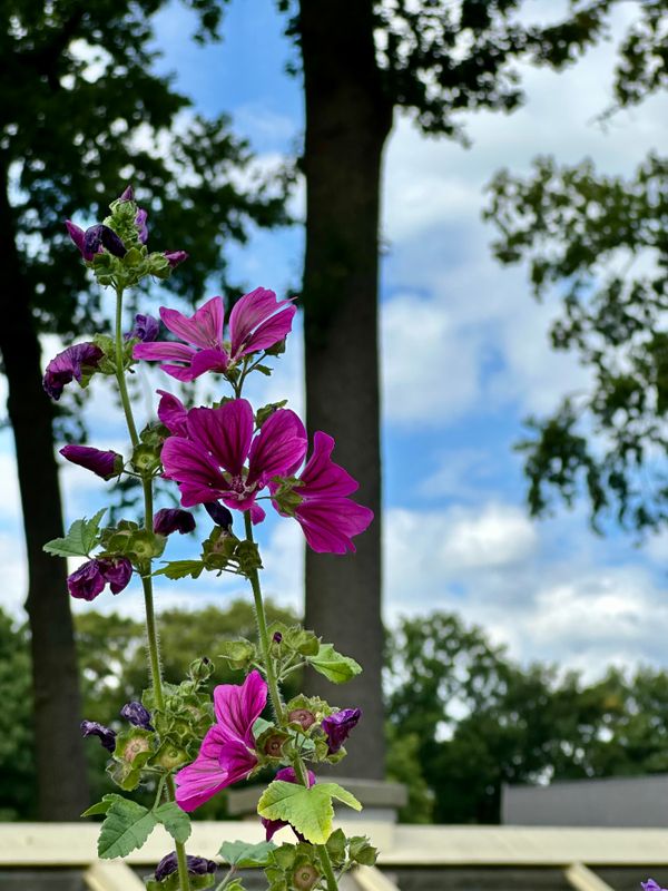 Dahliagarden