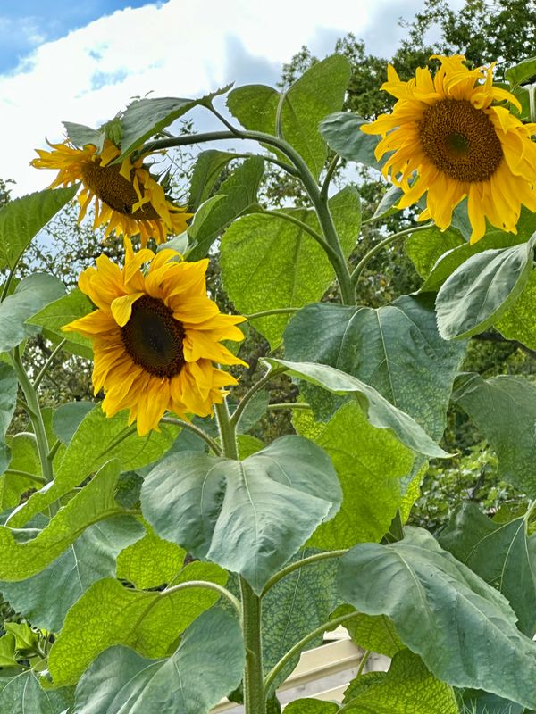 Dahliagarden