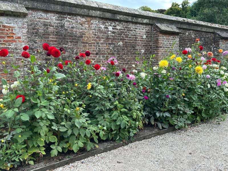 Dahliagarden