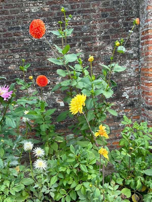 Dahliagarden