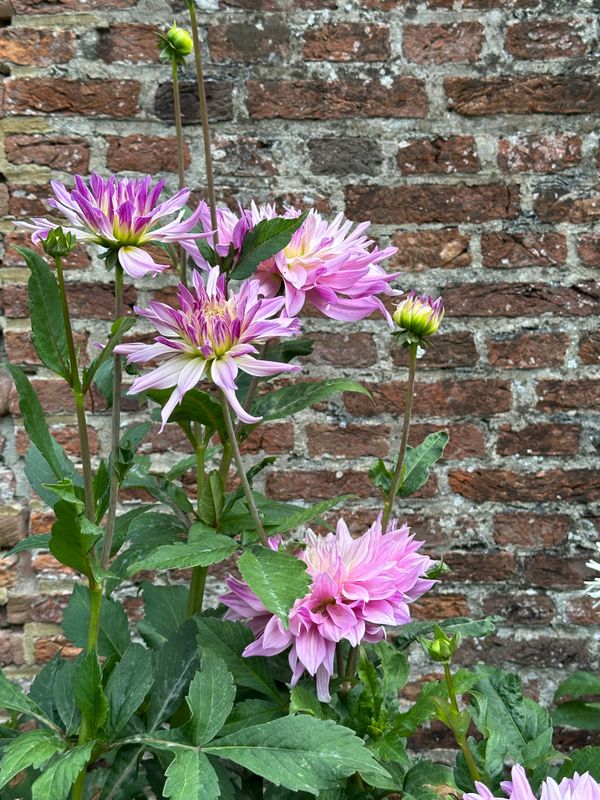 Dahliagarden